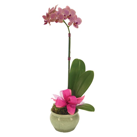 Opulent Orchid for Mom (BF156-11KM)