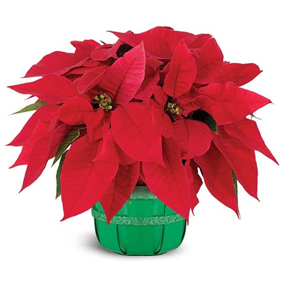 Holiday poinsettia basket (BF365-11KM)