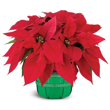 Holiday poinsettia basket (BF365-11KM)