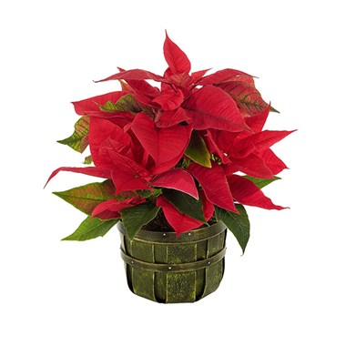 Traditional Holiday Poinsettia (BF438-11KMP)