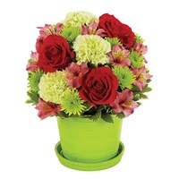 Sorbet Blooms flower bouquet (BF323-11KM)